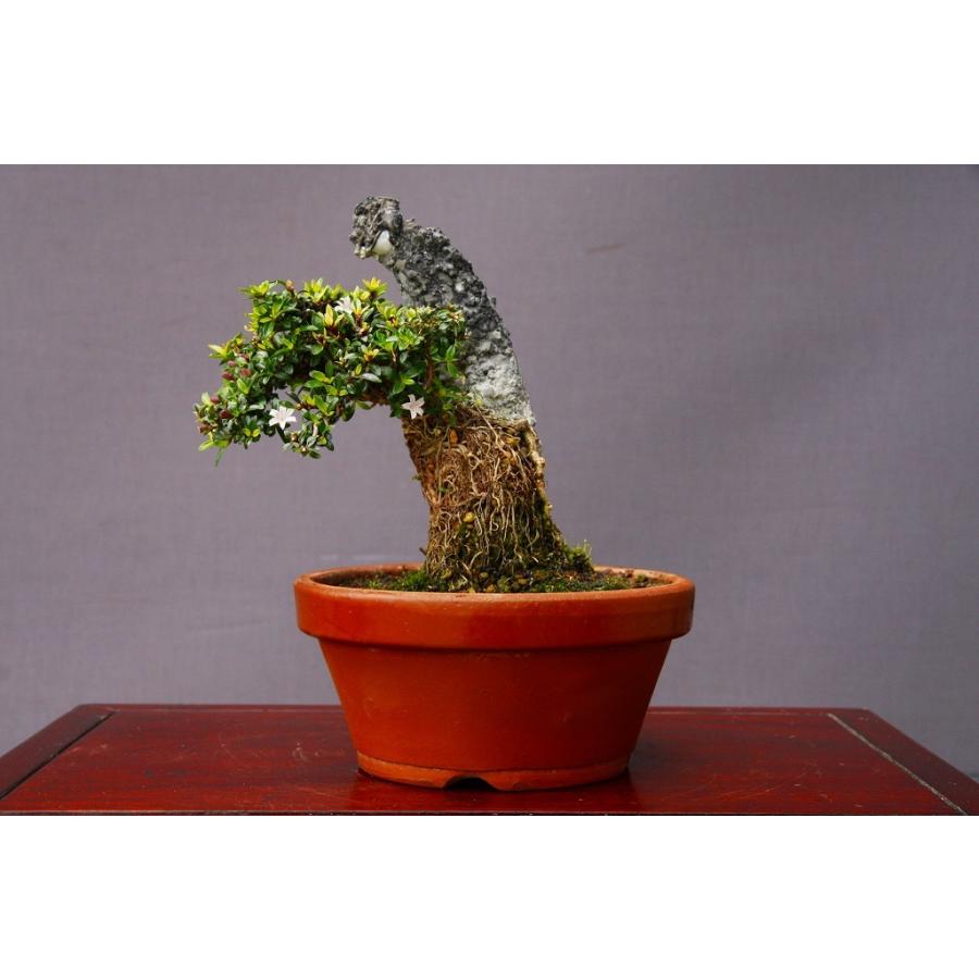 株 一樹園 姫白丁花 小品盆栽 樹齢７年 563 一樹園 通販 Yahoo ショッピング