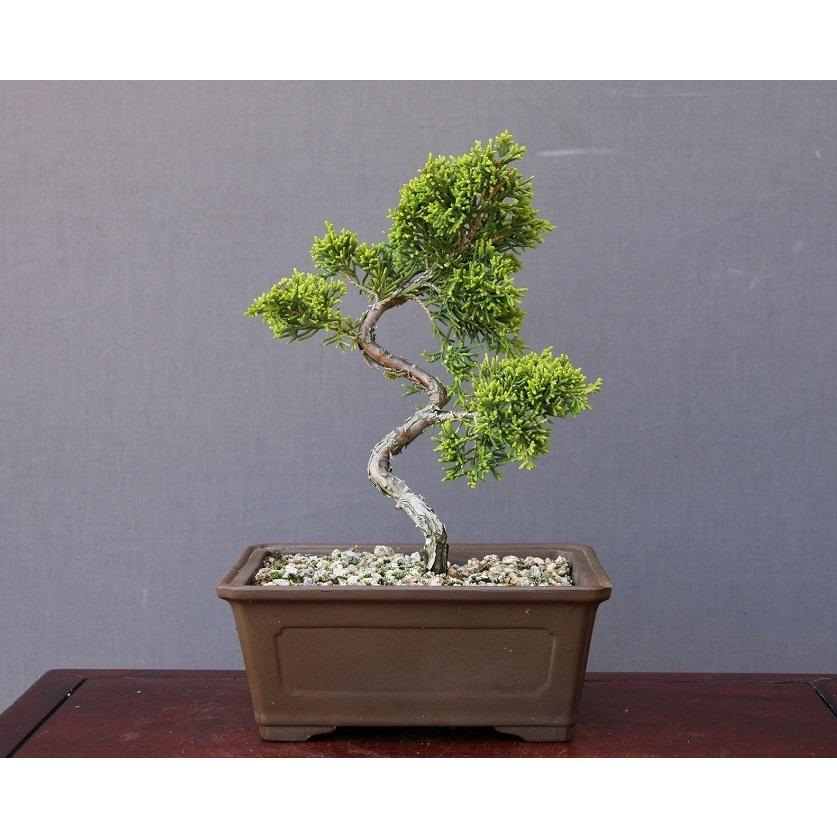 株）一樹園 糸魚川真柏 小品盆栽／樹齢5年 : 一樹園 - 通販 - Yahoo