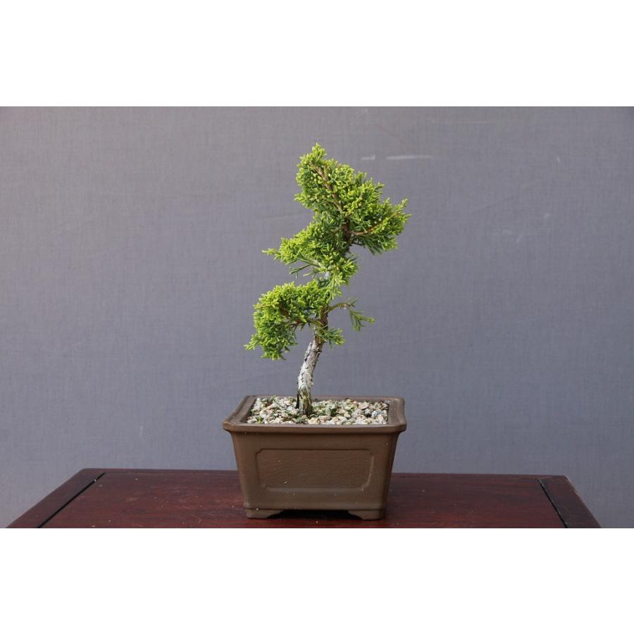 株）一樹園 糸魚川真柏 小品盆栽／樹齢5年 : 一樹園 - 通販 - Yahoo