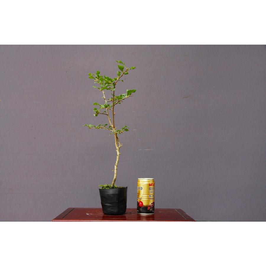 株）一樹園 ろうや柿【雄木】 中品盆栽／樹齢8年 : 一樹園 - 通販