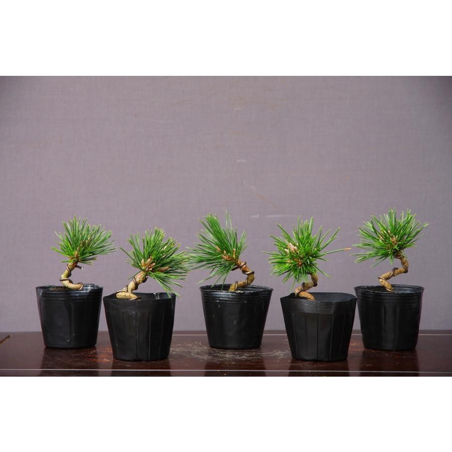 貴風盆栽千寿丸 風格のある曲がり千寿丸の盆栽を販売｜盆栽妙 – 盆栽妙 本店