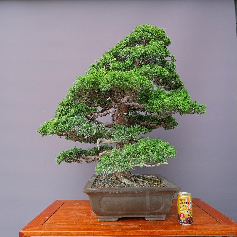 株）一樹園 真柏 大品盆栽／樹齢60年 : 一樹園 - 通販 - Yahoo
