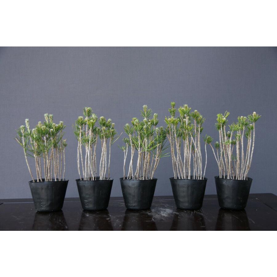 株）一樹園 黒松5鉢セット 寄せ植え 小品盆栽／樹齢3年 : 一樹園