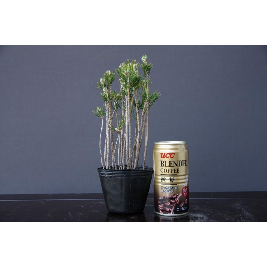 株）一樹園 黒松5鉢セット 寄せ植え 小品盆栽／樹齢3年 : 一樹園
