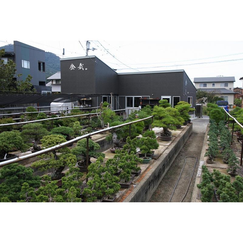 株）一樹園 瑞祥五葉松5本セット 小品盆栽／樹齢2年 : 一樹園 - 通販