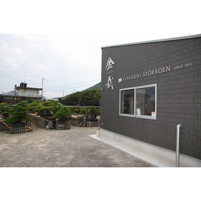 株）一樹園 瑞祥五葉松5本セット 小品盆栽／樹齢2年 : 一樹園 - 通販