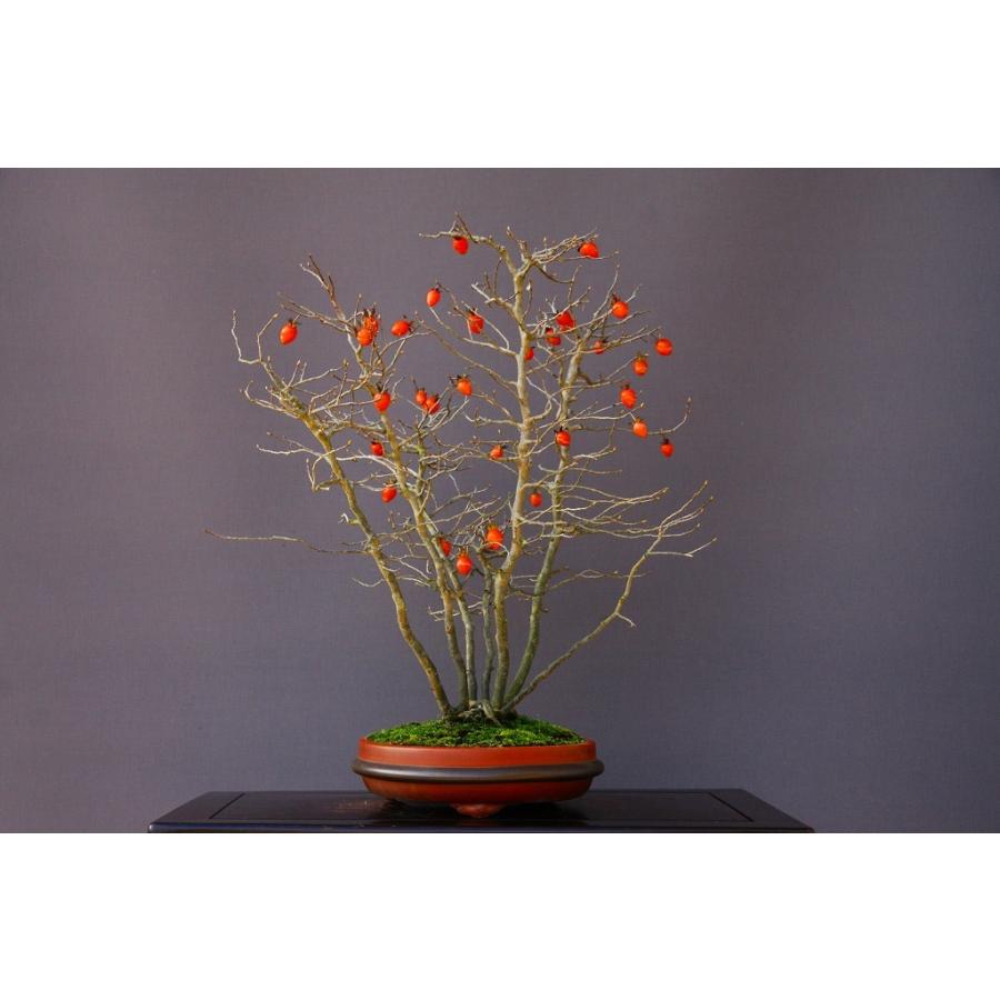 （株）一樹園　　ろうや柿　　大品盆栽／樹齢２５年　　石卓鉢お花お祝い黒松五葉松真柏楓梅皐月欅植木蘭プレゼント誕生日?