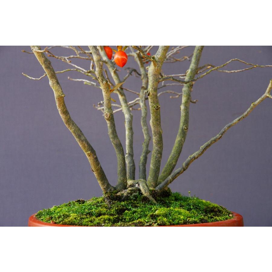 （株）一樹園　　ろうや柿　　大品盆栽／樹齢２５年　　石卓鉢お花お祝い黒松五葉松真柏楓梅皐月欅植木蘭プレゼント誕生日? 