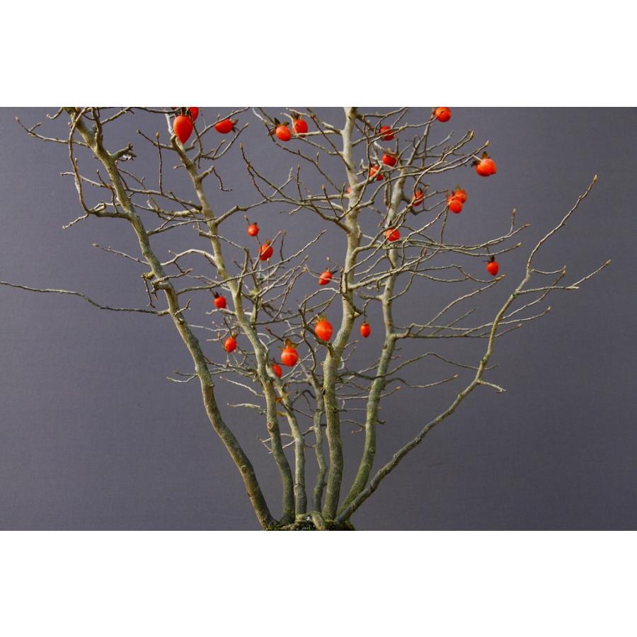 （株）一樹園　　ろうや柿　　大品盆栽／樹齢２５年　　石卓鉢お花お祝い黒松五葉松真柏楓梅皐月欅植木蘭プレゼント誕生日? 