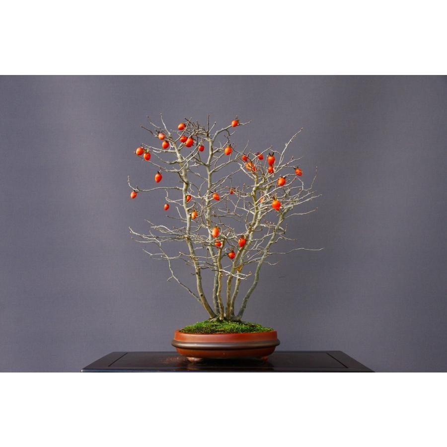 （株）一樹園　　ろうや柿　　大品盆栽／樹齢２５年　　石卓鉢お花お祝い黒松五葉松真柏楓梅皐月欅植木蘭プレゼント誕生日? 