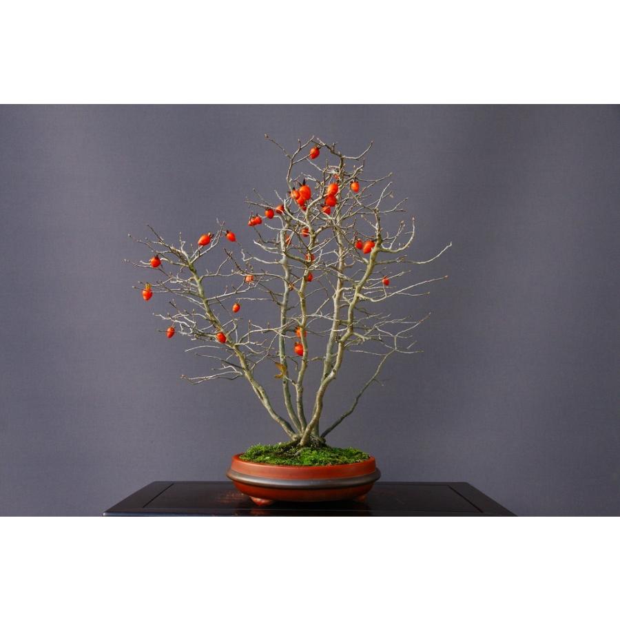 （株）一樹園　　ろうや柿　　大品盆栽／樹齢２５年　　石卓鉢お花お祝い黒松五葉松真柏楓梅皐月欅植木蘭プレゼント誕生日? 