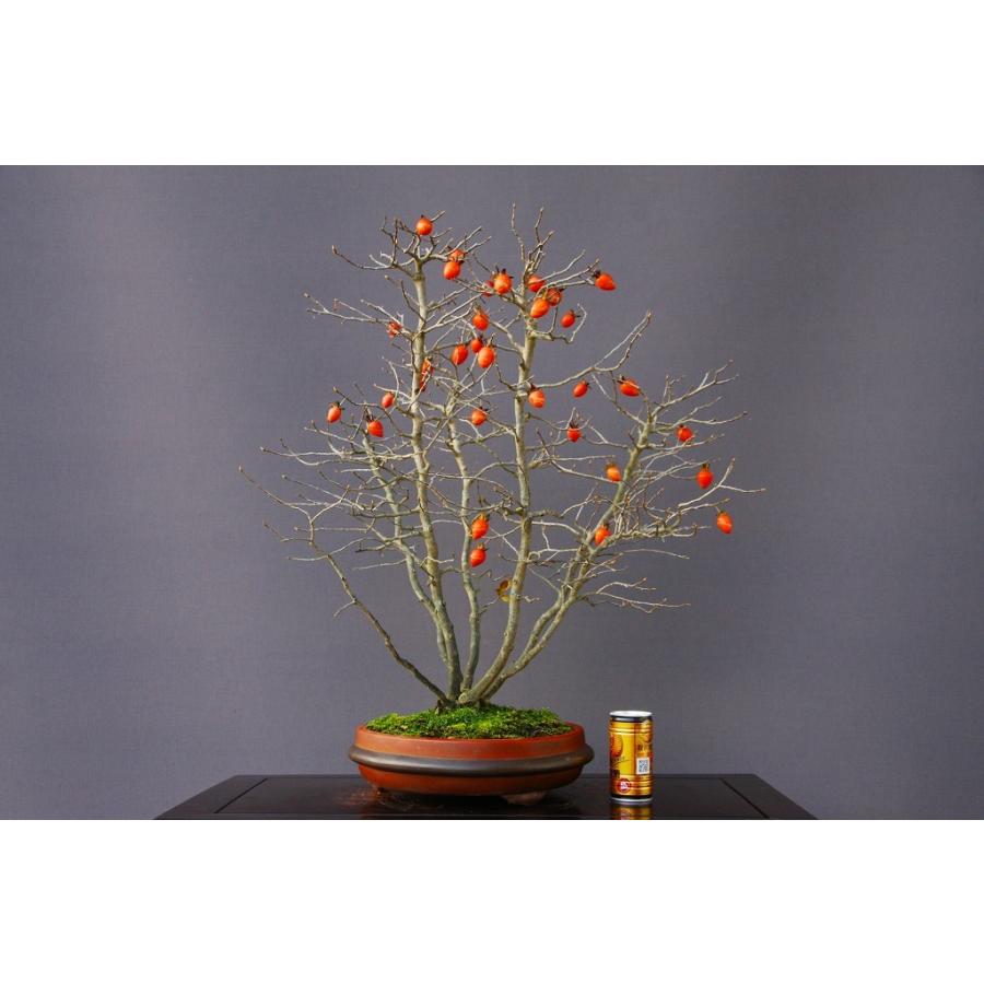 （株）一樹園　　ろうや柿　　大品盆栽／樹齢２５年　　石卓鉢お花お祝い黒松五葉松真柏楓梅皐月欅植木蘭プレゼント誕生日? 