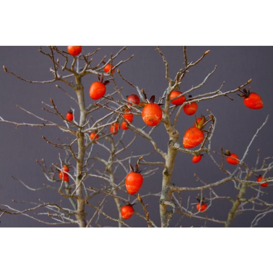 （株）一樹園　　ろうや柿　　大品盆栽／樹齢２５年　　石卓鉢お花お祝い黒松五葉松真柏楓梅皐月欅植木蘭プレゼント誕生日? 