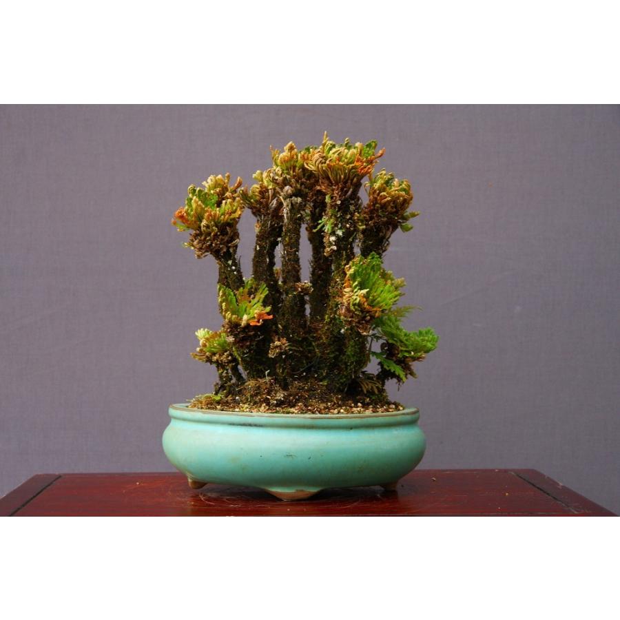 レア　五葉松　大株！！引取り限定！！美株！樹齢30年以上！ レア 五葉松 大株！！引取り限定！！美株！樹齢30年以上！ - メルカリ