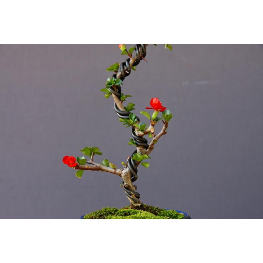 株）一樹園 長寿梅 文人木 小品盆栽／樹齢5年 : 一樹園 - 通販