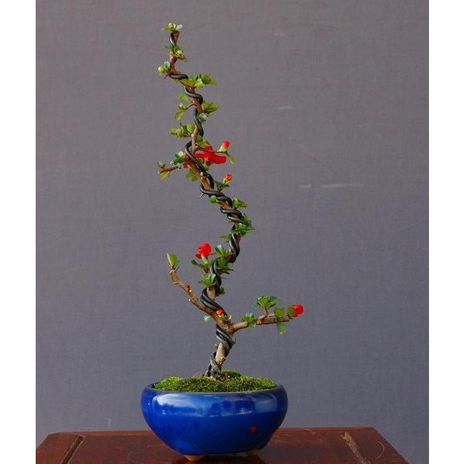 梅　(雲竜梅)　[根上がり文人風]　大品盆栽 梅 (雲竜梅) [根上がり文人風] 大品盆栽 株）一樹園 長寿梅 文人