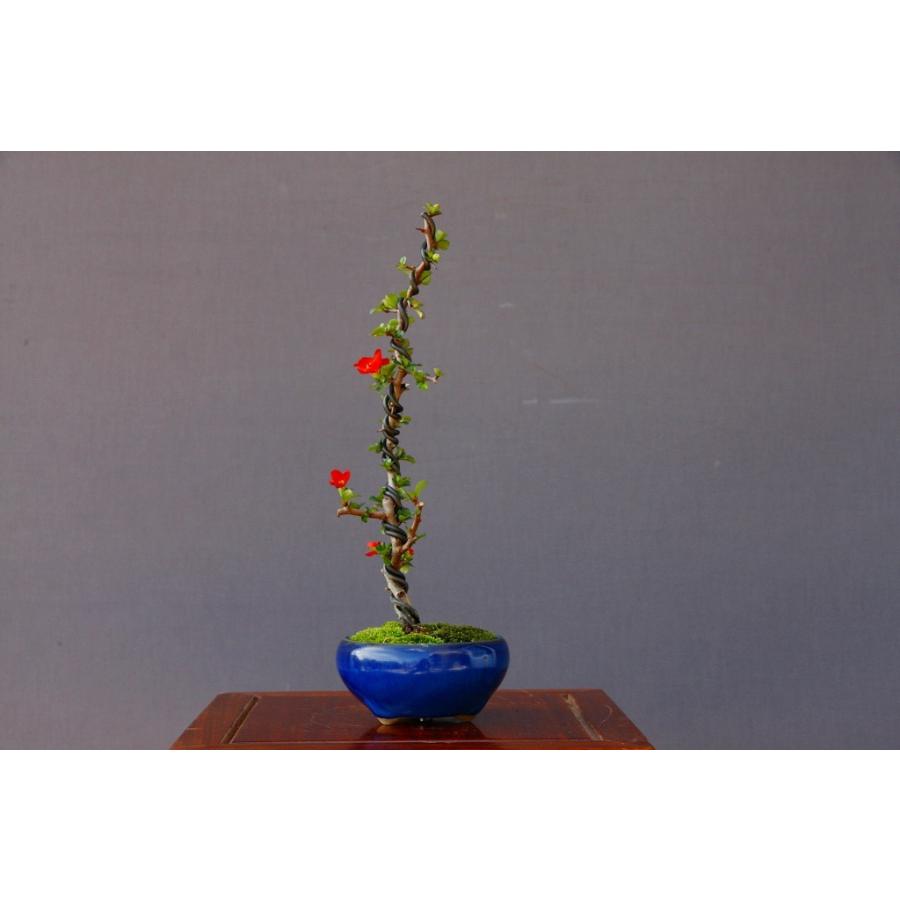 株）一樹園 長寿梅 文人木 小品盆栽／樹齢5年 : 一樹園 - 通販