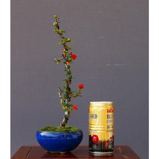 株）一樹園 長寿梅 文人木 小品盆栽／樹齢5年 : 一樹園 - 通販