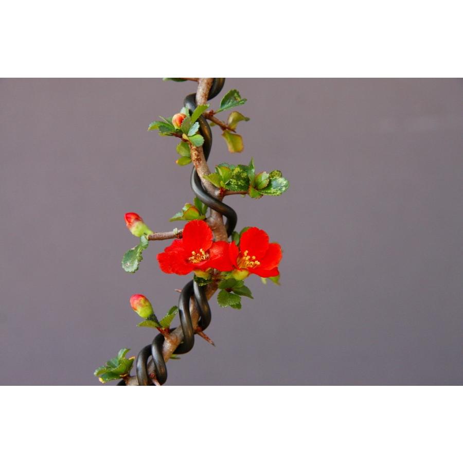 株）一樹園 長寿梅 文人木 小品盆栽／樹齢5年 : 一樹園 - 通販