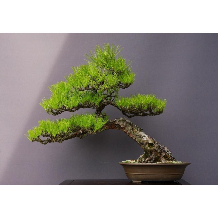 即納最大半額 株 一樹園 山採り黒松 大品盆栽 樹齢７０年 黒松五葉松真柏楓梅皐月欅植木蘭鉢お花お祝いプレゼント 国内配送 Theculturewire Com