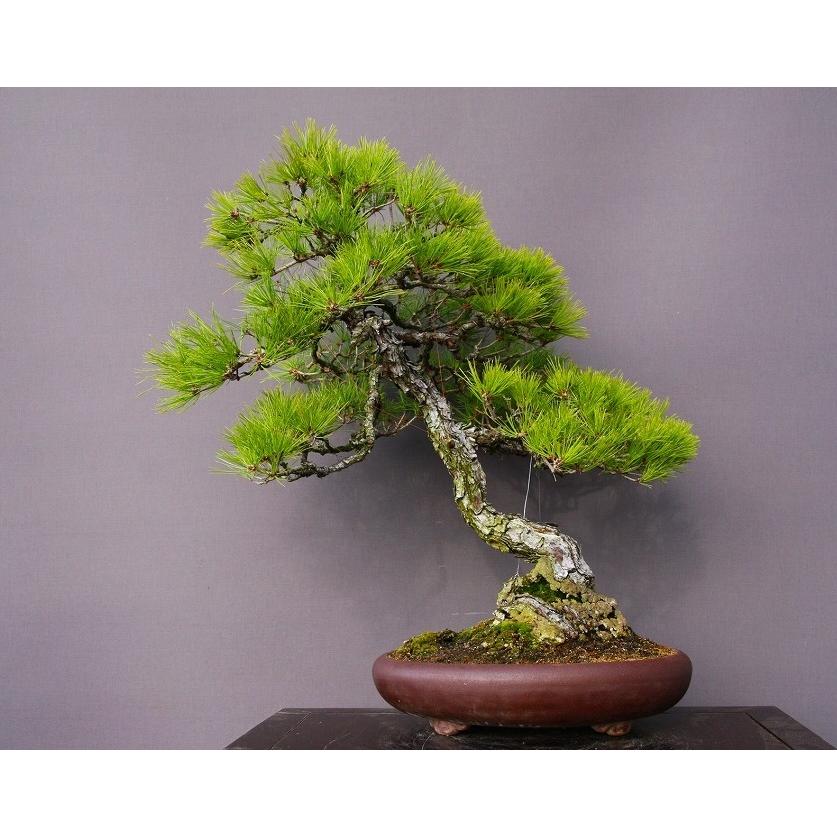 株 一樹園 山採り赤松 大品盆栽 樹齢５０年 黒松五葉松真柏楓梅皐月欅植木蘭鉢お花お祝いプレゼント 9662 一樹園 通販 Yahoo ショッピング