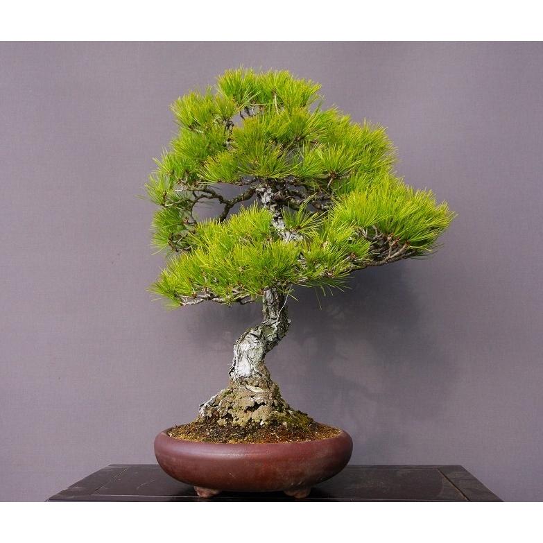 株 一樹園 山採り赤松 大品盆栽 樹齢５０年 黒松五葉松真柏楓梅皐月欅植木蘭鉢お花お祝いプレゼント 9662 一樹園 通販 Yahoo ショッピング