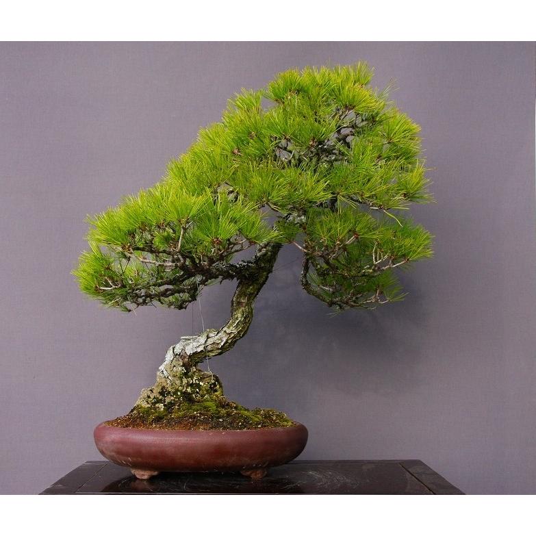 株 一樹園 山採り赤松 大品盆栽 樹齢５０年 黒松五葉松真柏楓梅皐月欅植木蘭鉢お花お祝いプレゼント 9662 一樹園 通販 Yahoo ショッピング