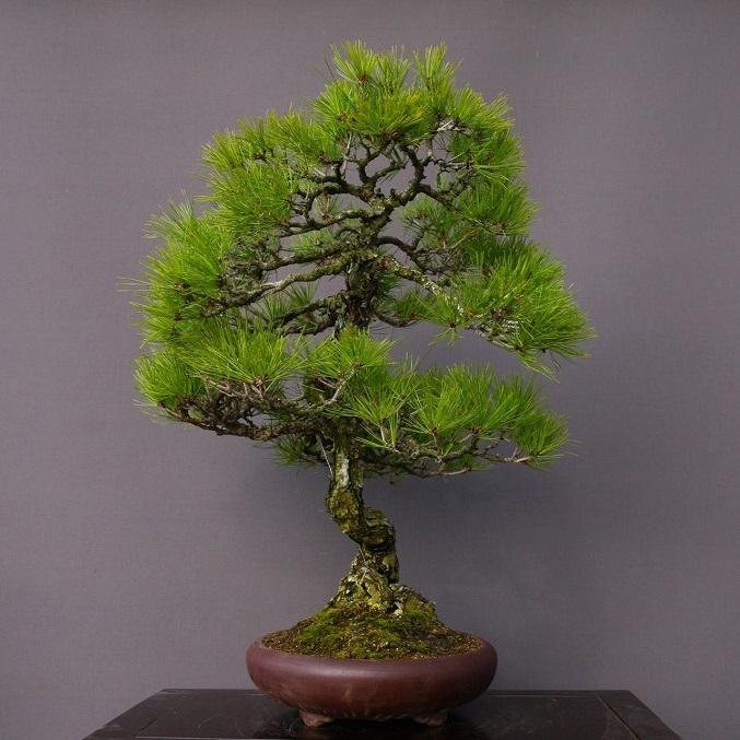 株 一樹園 山採り赤松 大品盆栽 樹齢５０年 黒松五葉松真柏楓梅皐月欅植木蘭鉢お花お祝いプレゼント 9662 一樹園 通販 Yahoo ショッピング