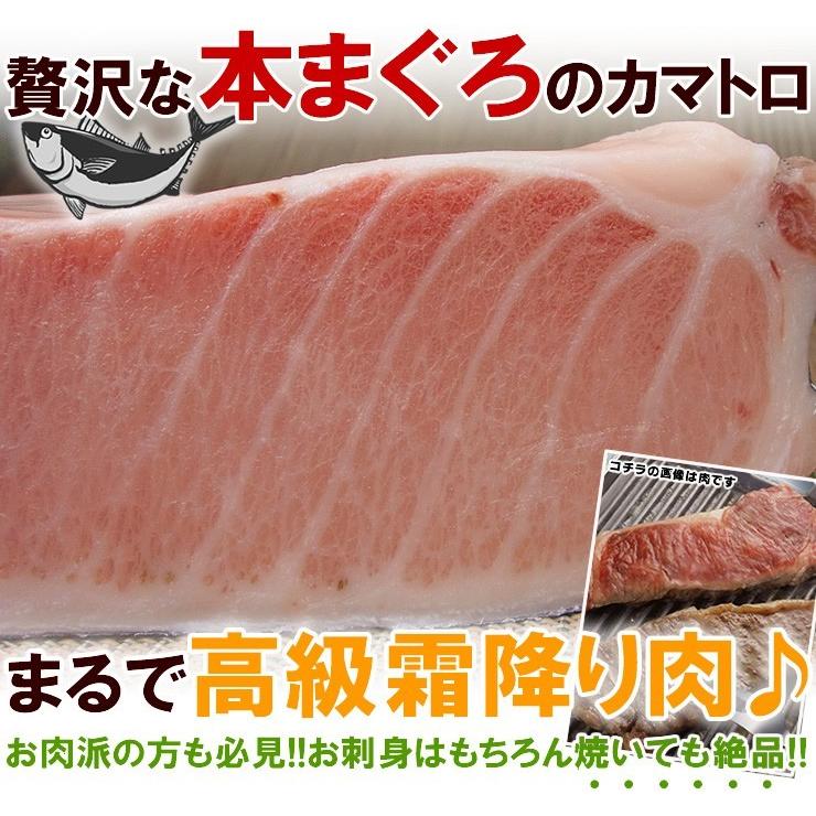 本マグロカマトロ450g 送料無料 《pbt-bf19》〈bf1〉yd9[[カマトロ450g]｜ichijyo｜02