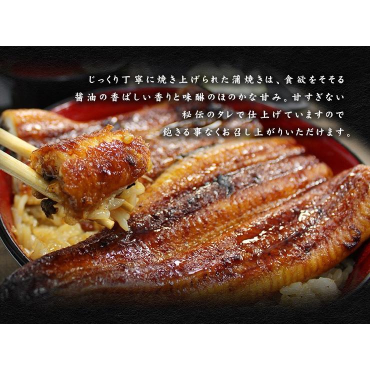 お中元 ギフト うなぎ ウナギ 国産 長蒲焼き160g〜170g×3尾 送料無料