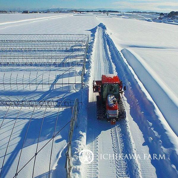 ゆめぴりか 20kg 送料無料 北海道米 農家直送 令和6年産 北海道 ゆめぴりか 20kg 送料無料 北海道米 農家直送 令和6年産 北海道