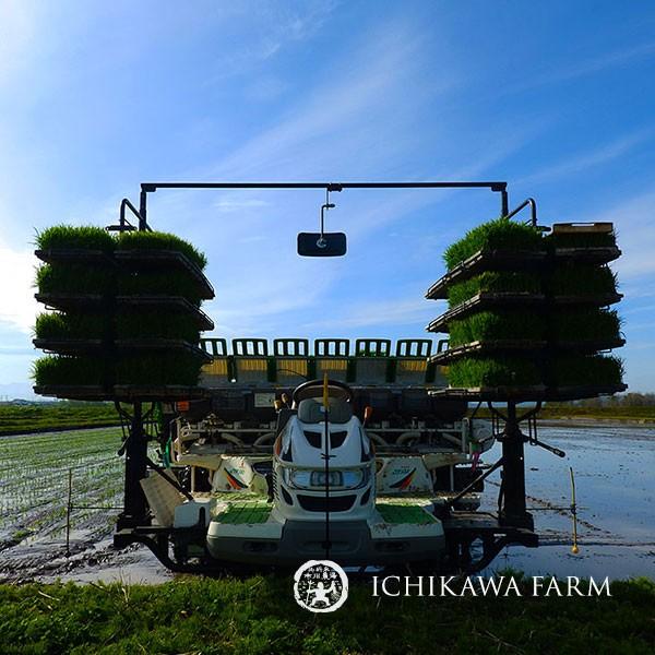【新米予約】【農家直送】市川農場が世に出したお米「ゆきさやか」10kg【北海道旭川産】【送料無料】｜ichikawa-farm｜14