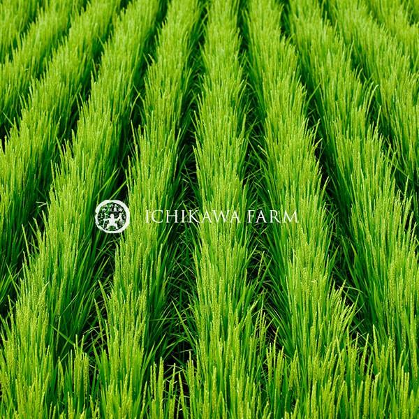 ゆきさやか 10kg 市川農場が世に出したお米です【農家直送】【北海道旭川産】【送料無料】｜ichikawa-farm｜04