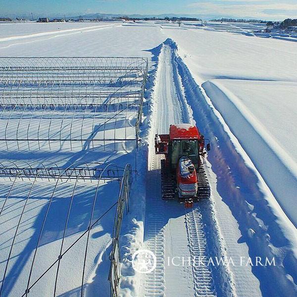 ゆめぴりか 5kg 送料無料 北海道米 農家直送 令和5年産 北海道旭川産 お米 米 直前精米 ギフト｜ichikawa-farm｜19