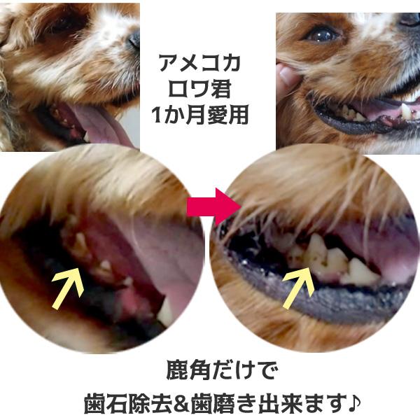 鹿の角 犬 おもちゃ 噛む おやつ 【レビュー投稿でほたてスープをプレゼント！】犬 デンタルケア 北海道 エゾシカ 犬 用品 おもちゃ  鹿角｜ichikawa929｜20