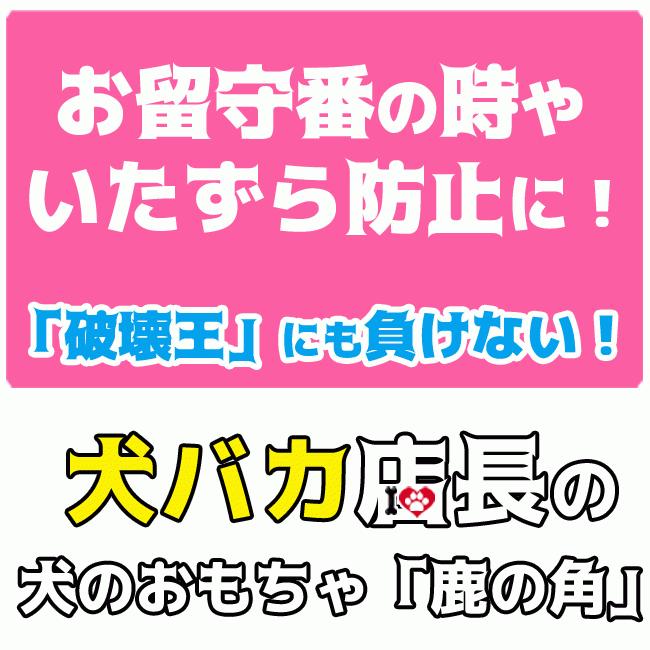 鹿の角 犬 おもちゃ 噛む おやつ 【レビュー投稿でほたてスープをプレゼント！】犬 デンタルケア 北海道 エゾシカ 犬 用品 おもちゃ  鹿角｜ichikawa929｜21