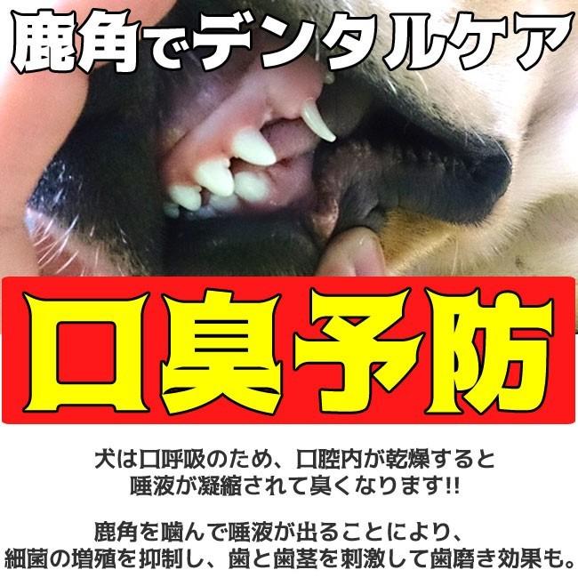 鹿の角 犬 おもちゃ 噛む おやつ 【レビュー投稿でほたてスープをプレゼント！】犬 デンタルケア 北海道 エゾシカ 犬 用品 おもちゃ  鹿角｜ichikawa929｜09