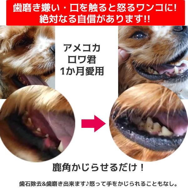 北海道産☆鹿の角☆ 20〜25cm大型犬〜中型犬犬のおもちゃ・おやつ送料無料 エゾシカ!ドッグガムデンタルケア口臭対策鹿角サステナブル・SDGsアスミライ :deer-horn:鹿角も有名なイチカワクリーニング 通販 現物発送 大型犬用 エゾ鹿の角 犬のおもちゃ 9358 9356 9165 ... 犬の玩具 鹿の角 国産 お試し1本入り 約10~16cm 犬のおもちゃ 中型犬 大型犬 小型犬 しつけ いたずら 甘噛み防止 ドッグガムデンタルケア 口臭 歯石 歯磨き サステナブル SDGs 愛犬 鹿 つの しか いたずら防止 躾 おもちゃ 天然資源 再利用 大きさはランダム