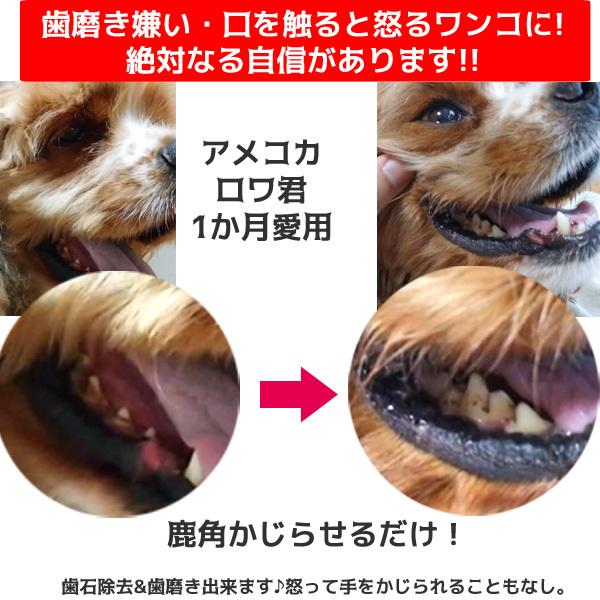 鹿の角 犬 おもちゃ 噛む おやつ 【レビュー投稿でほたてスープをプレゼント！】犬 デンタルケア 北海道 エゾシカ 犬 用品 おもちゃ  鹿角｜ichikawa929｜10