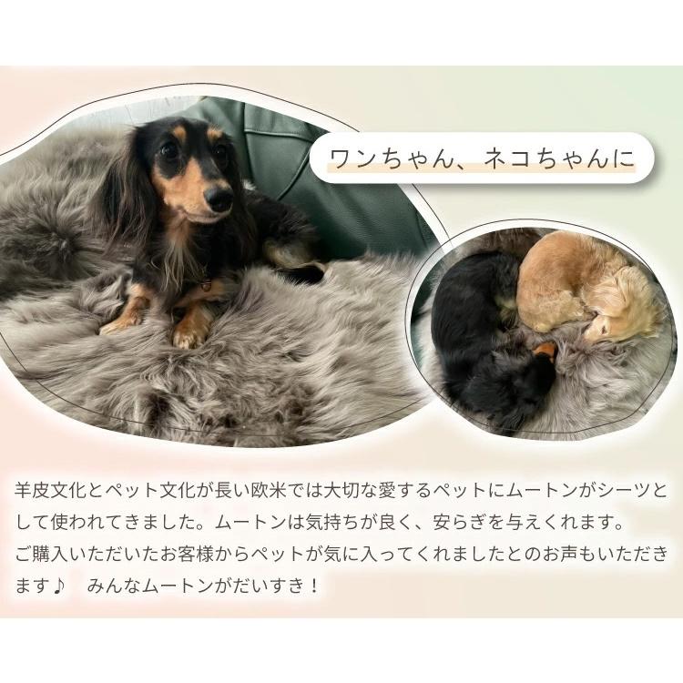 丸八真綿 【アウトレット価格】 洗えるスプリングラム 8匹サイズ 長毛