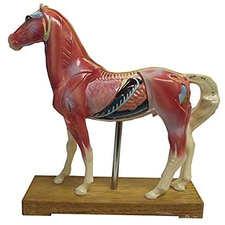 オリジナル Horse Acupuncture Points Model with Authoritative Booklet. Equine その他模型