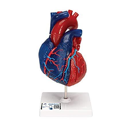 人気ブランドの 心臓モデル 模型 プラモデル
