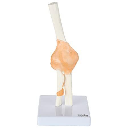 【開店記念セール!】 Axis R with Joint Elbow Flexible Life-Size Model, Elbow Flexible Scientific その他模型 【開店記念セール!】 Axis R with Joint Elbow Flexible Life-Size Model, Elbow Flexible Scientific その他模型