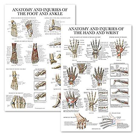 【一部予約！】 Hand The of Injuries and Anatomy - Pack 2 & of Injuries and Anatomy + Wrist その他模型