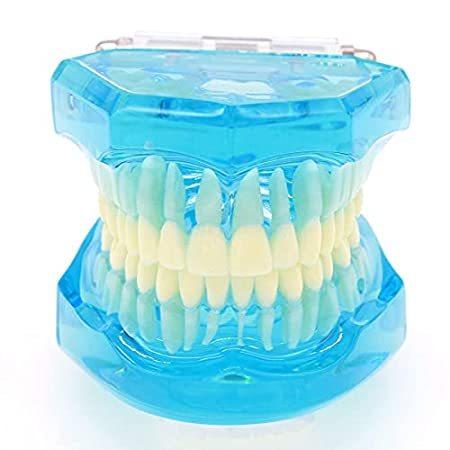 激安大特価! Dentalmall Dental Demonstra Typodont Adult Standard Study Teach Model Teeth その他模型 激安大特価! Dentalmall Dental Demonstra Typodont Adult Standard Study Teach Model Teeth その他模型
