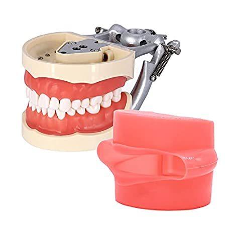 【日本限定モデル】 32 Nissin Kilgore Cheek Simulation Model Anatomy Dental Pcs Teeth Removable その他模型