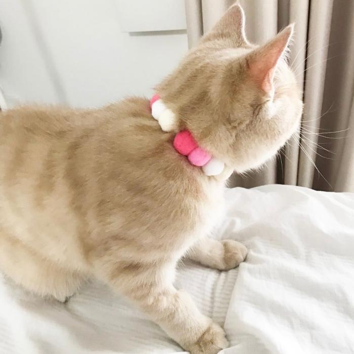 本物の 猫 首輪 ペット首輪 鈴 安全 犬猫兼用 かわいい おしゃれ 小型犬 子猫 子犬 ねこ 小動物用 猫の首輪 猫首輪 ネコ くびわ 軽量 柔らかい Whitesforracialequity Org