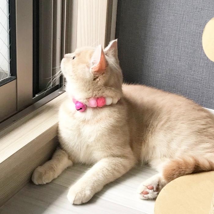本物の 猫 首輪 ペット首輪 鈴 安全 犬猫兼用 かわいい おしゃれ 小型犬 子猫 子犬 ねこ 小動物用 猫の首輪 猫首輪 ネコ くびわ 軽量 柔らかい Whitesforracialequity Org