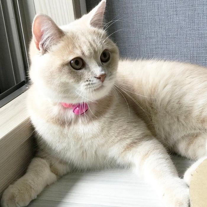 在庫僅少 猫 首輪 ペット首輪 鈴 安全 犬猫兼用 かわいい おしゃれ 小型犬 子猫 子犬 ねこ 小動物用 猫の首輪 猫首輪 ネコ くびわ 軽量 柔らかい Aynaelda Com