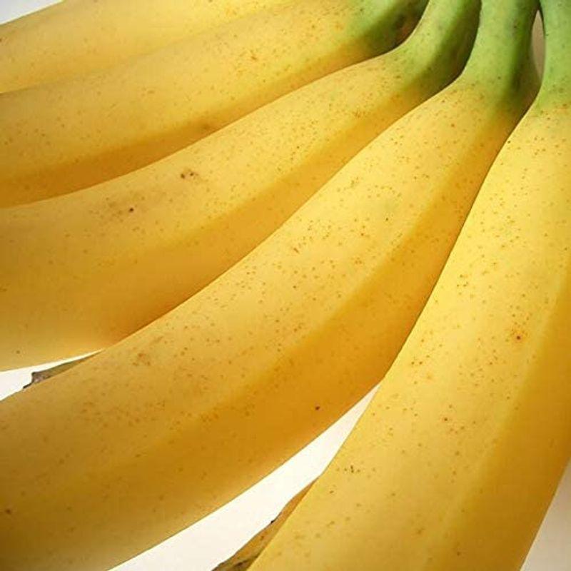 1周年記念イベントが 99％以上節約 南国フルーツ フィリピン産バナナ13kg